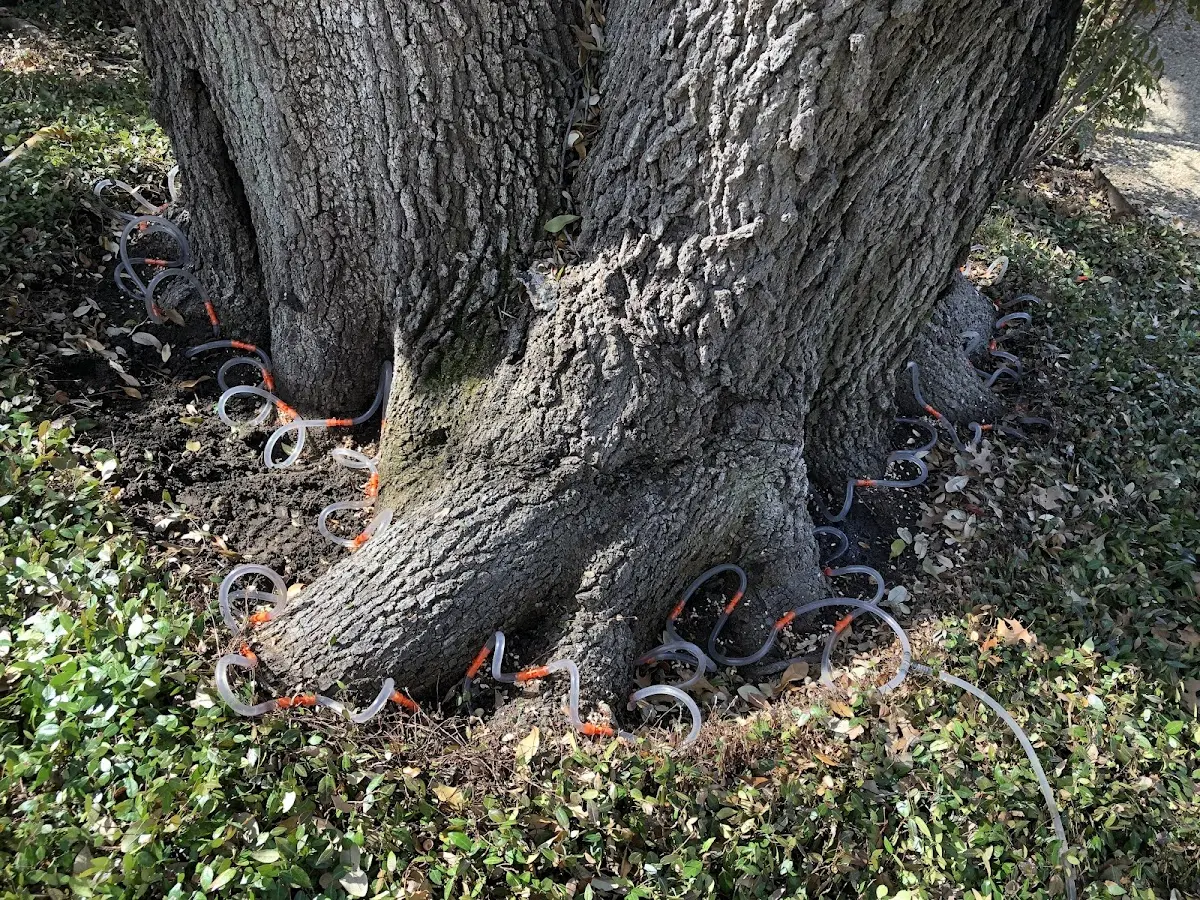 Detailed Tree Cabling and Bracing job site in Chula