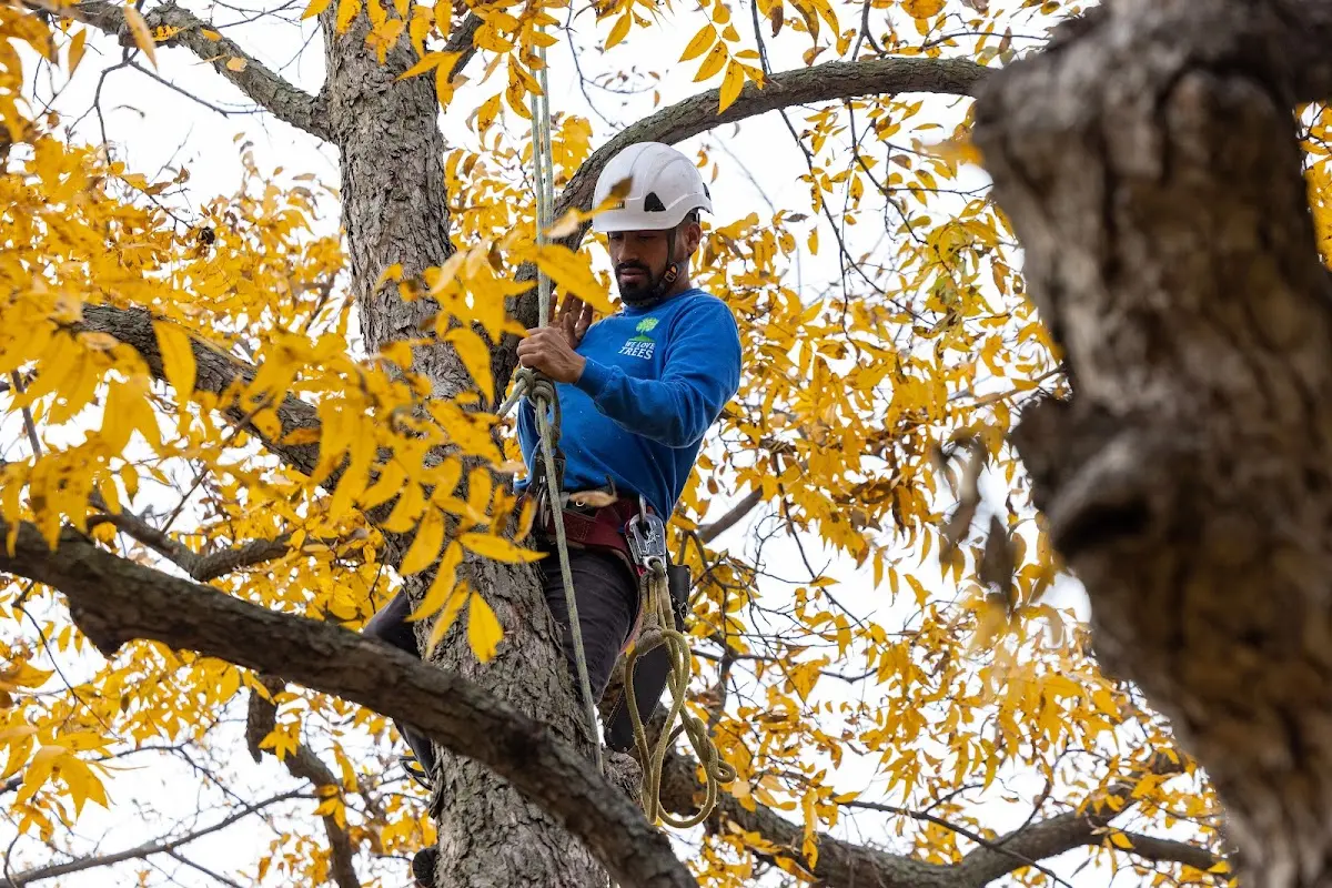 Skilled Tree Transplanting crew working in Chula