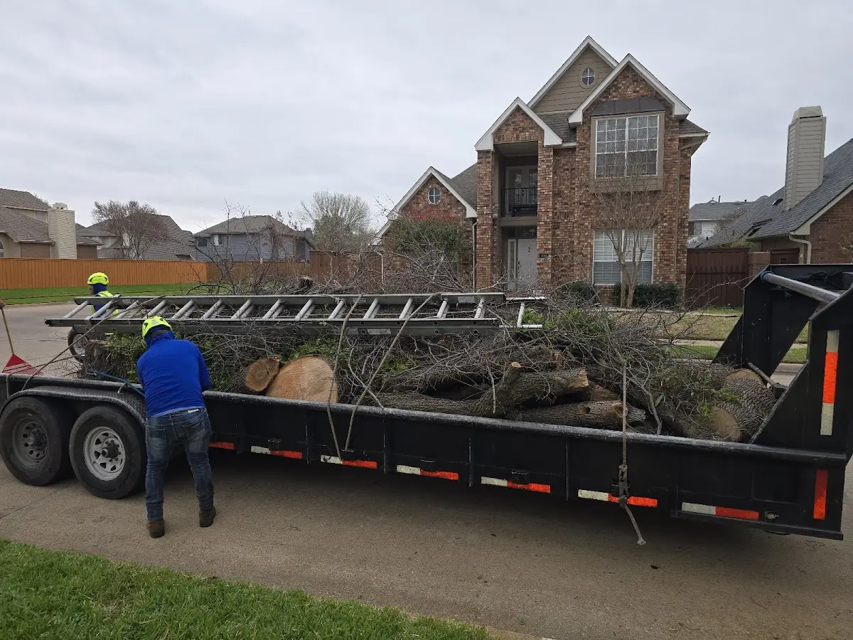 Expert Tree Removal with proper safety equipment in Chula